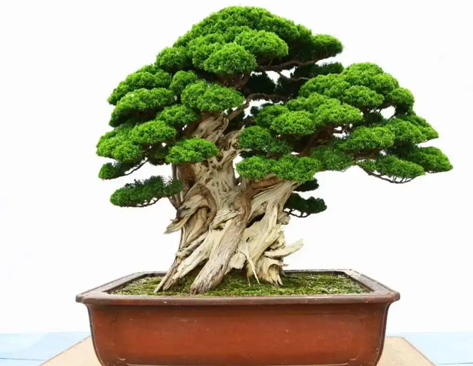 盆景