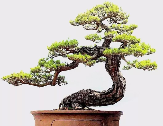 盆景